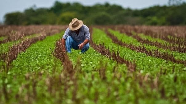 Agricultor cooperativista revisando un cultivo en campo abierto