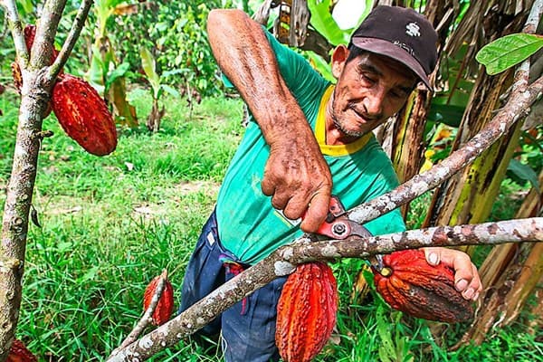 Agricultor cosechando cacao a mano